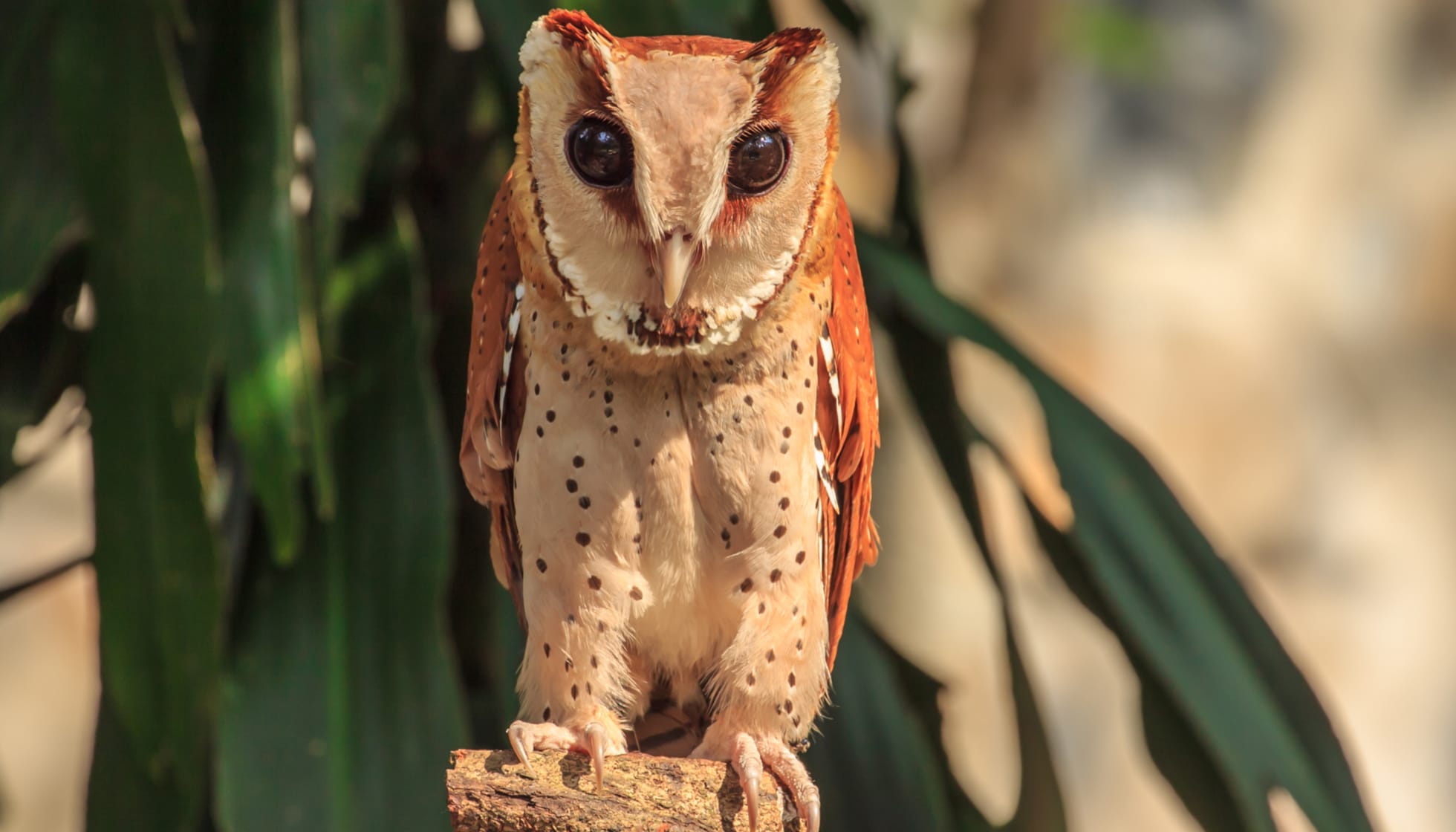 Мадагаскарская красная сова красивые фото и картинки