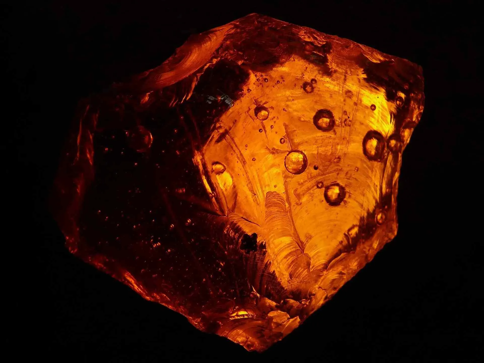 Amber fossils facts include that amber is a tree resin that gets solidified due to pressure and heat conditions and transforms into a beautiful, yellow, golden gem.