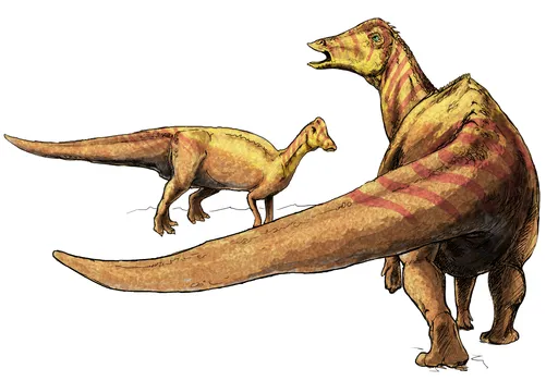 Gobititan was a new basal Titanosaur and therefore it was humongous as acknowledged from its fossils.