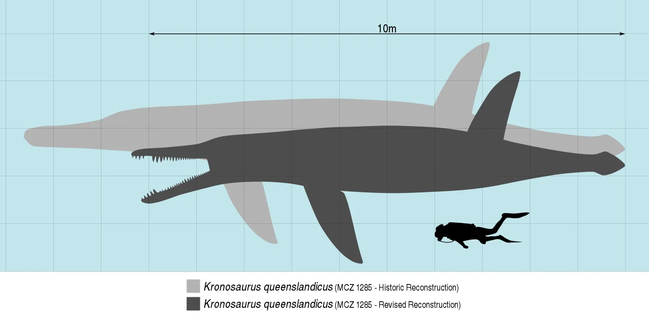 The size of the Megalneusaurus can vary as a second specimen of much larger size was discovered later.