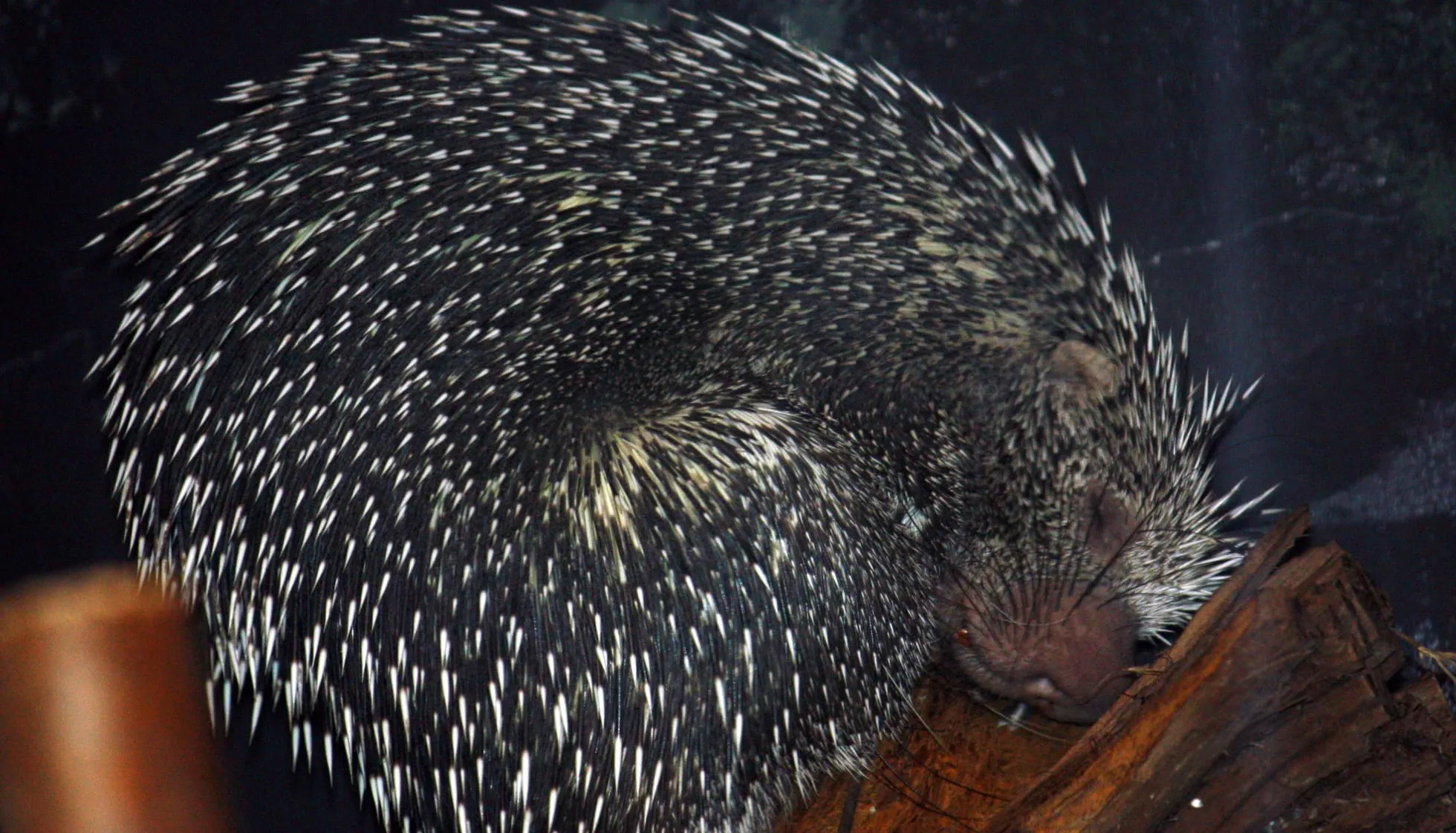 Prehensile-Tailed Porcupine sleeping on a piece of wood