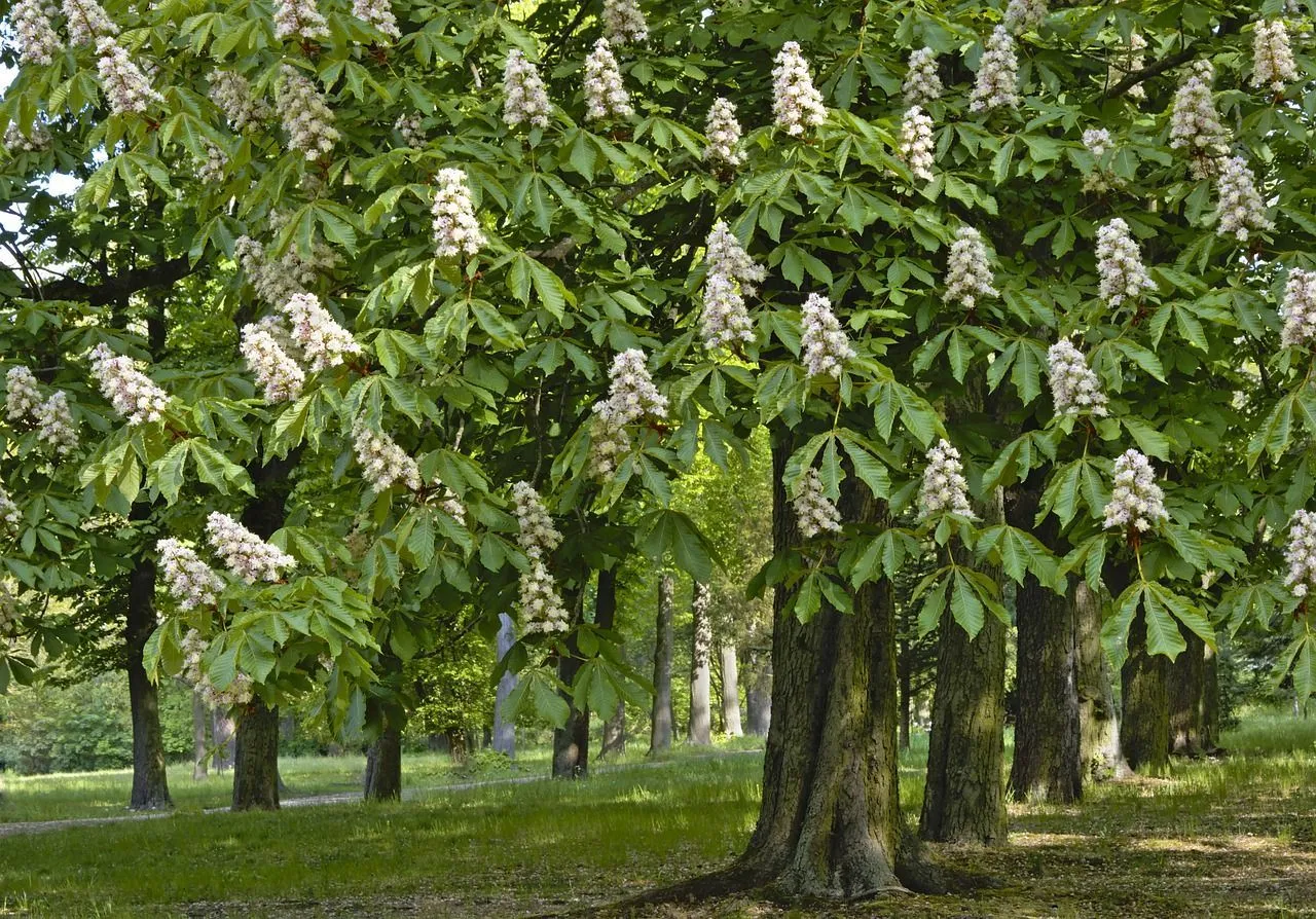 The American chestnut is highly downscaled because of the spread of the Cryphonectria parasitica fungus.