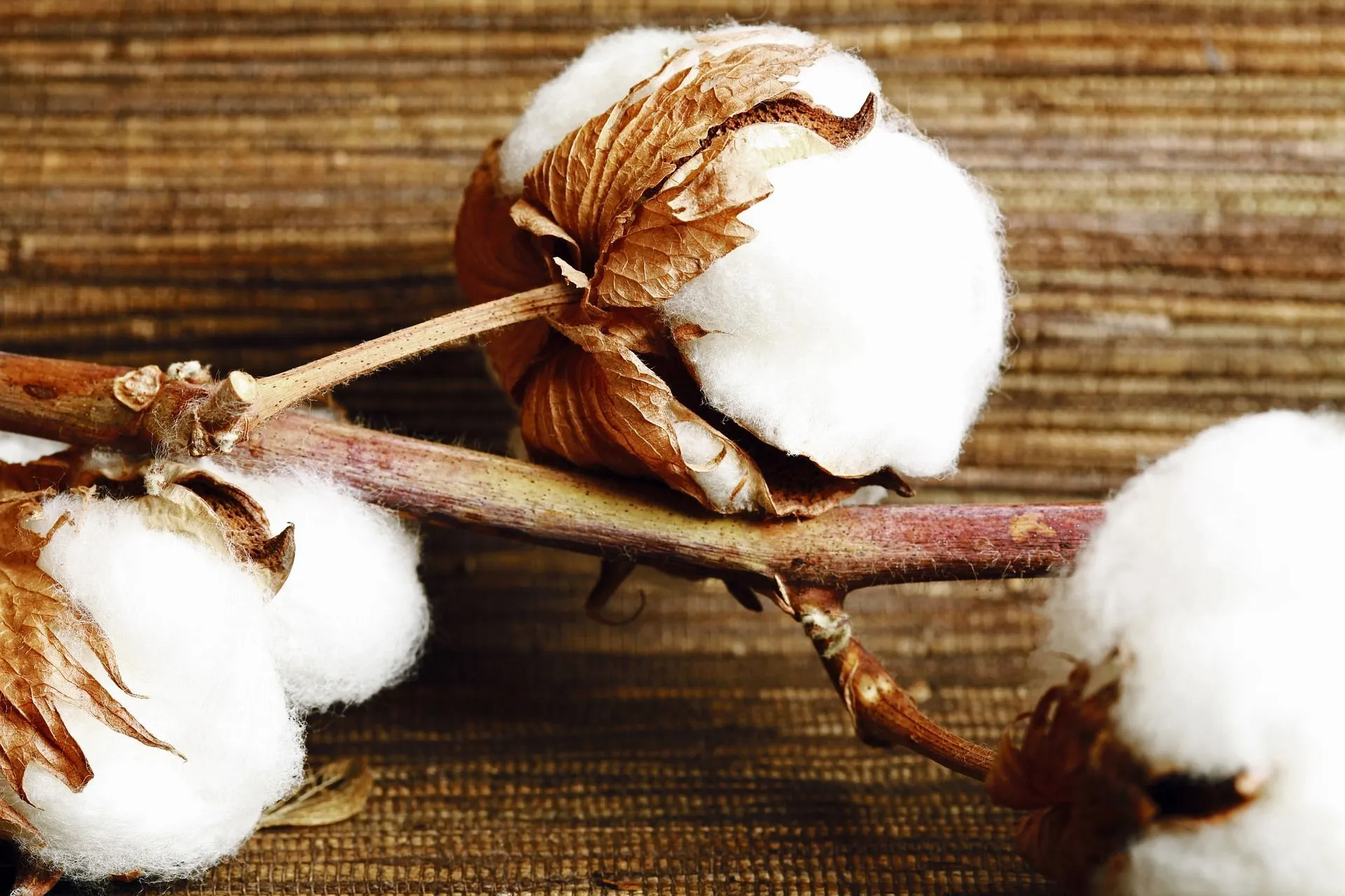 The white cotton is a natural fiber having a soft, hollow texture and can be seen around us in almost every product that we use.