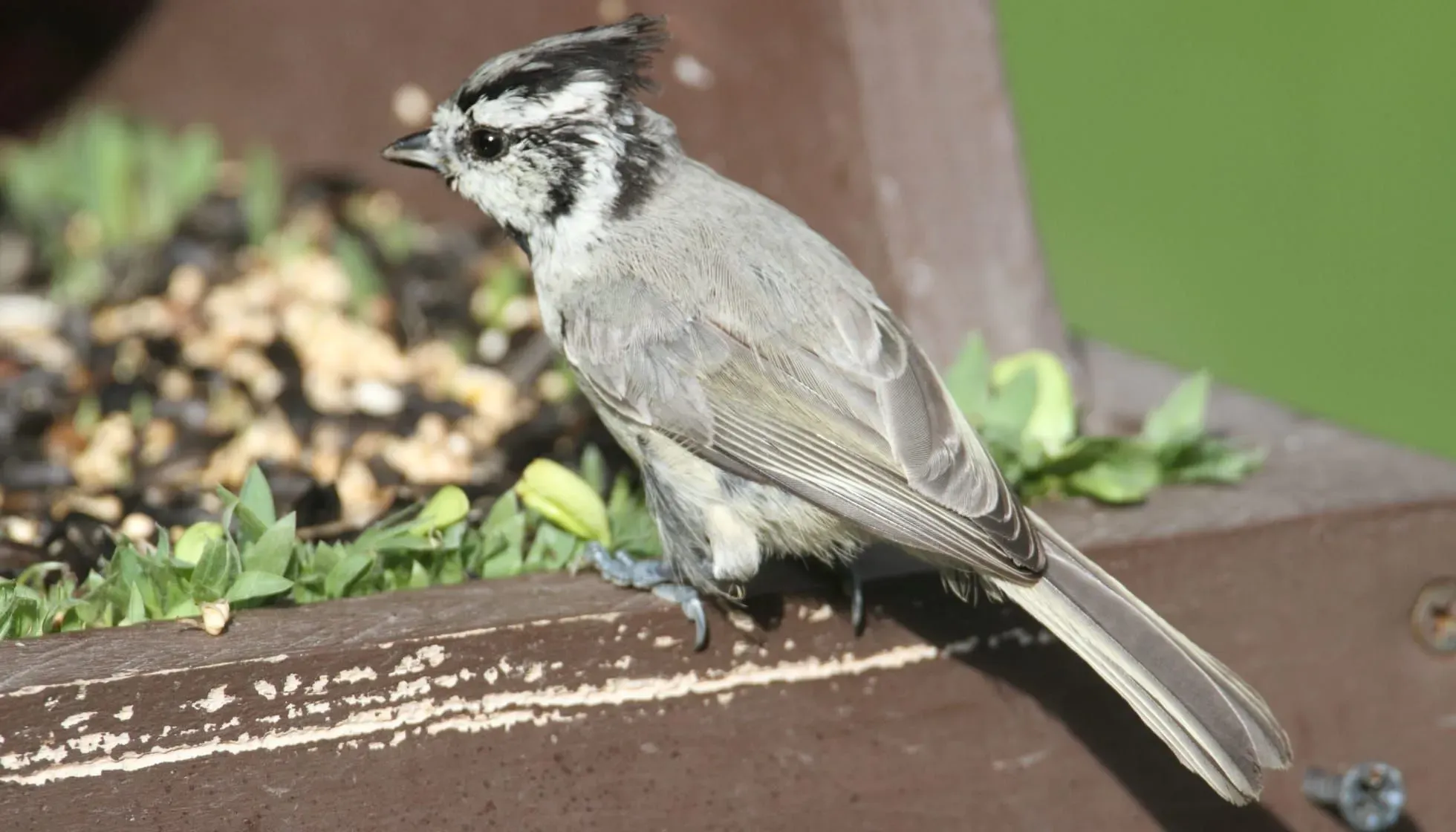 The Bridled Titmouse