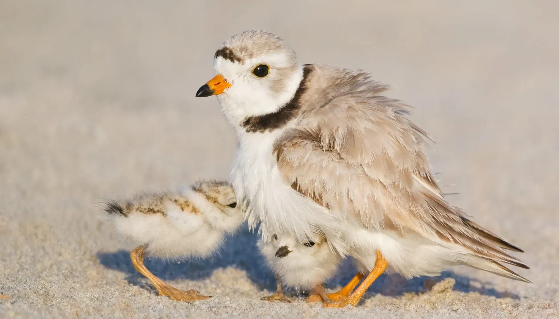  Piping Plover
