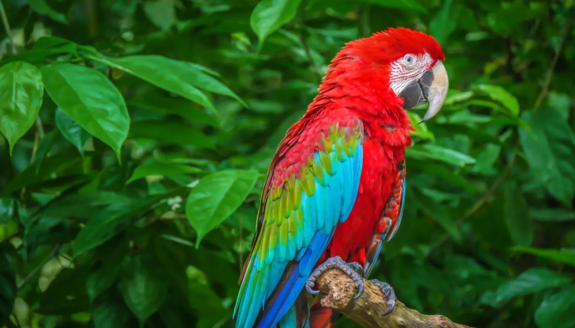 The Red-And-Green Macaw 