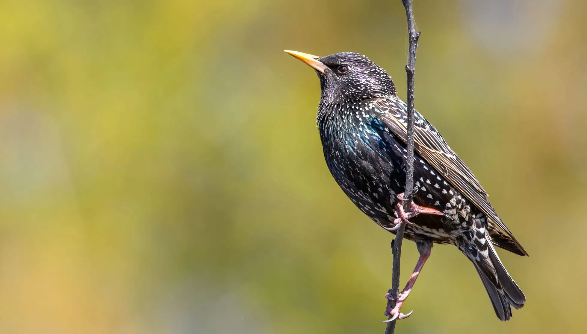 Common Starling perched on a twig