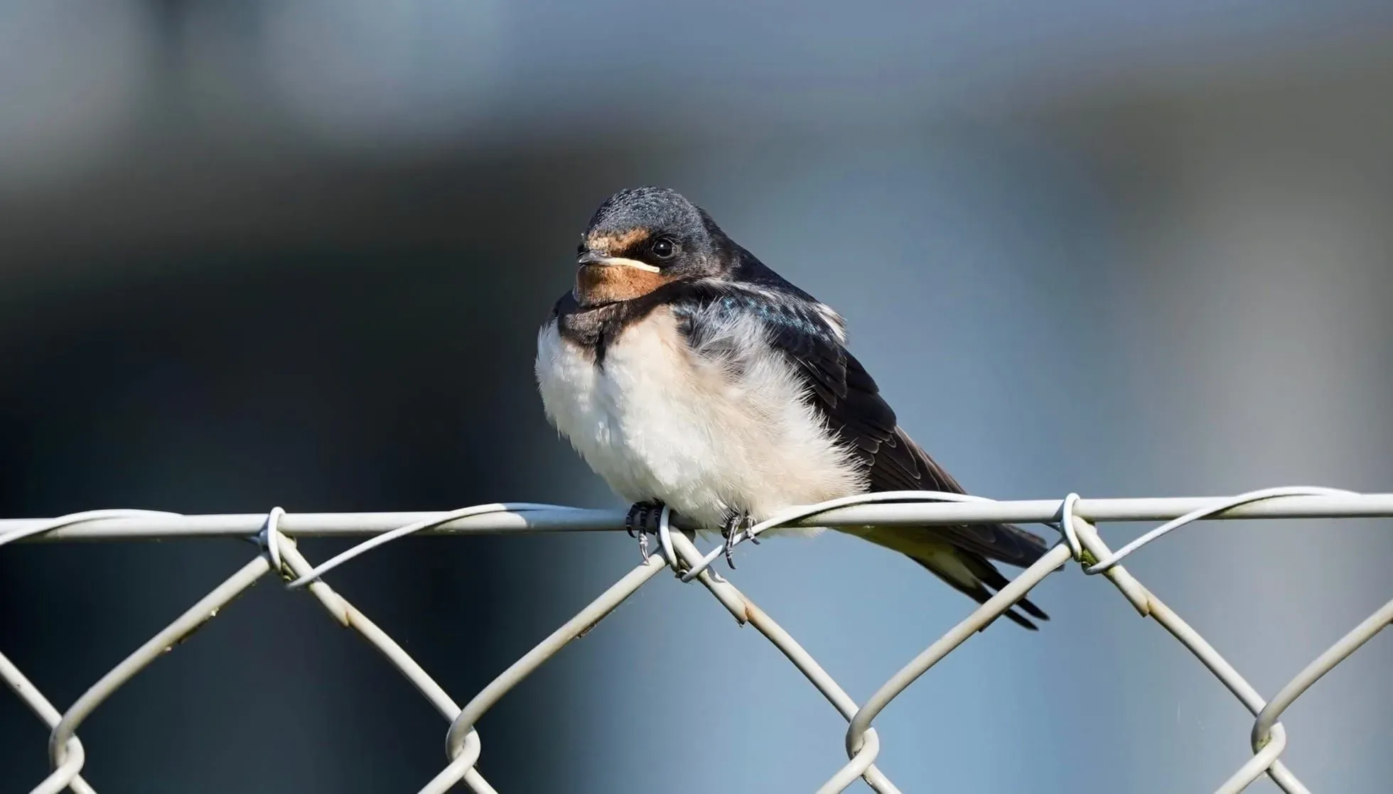  Streak-Throated Swallow
