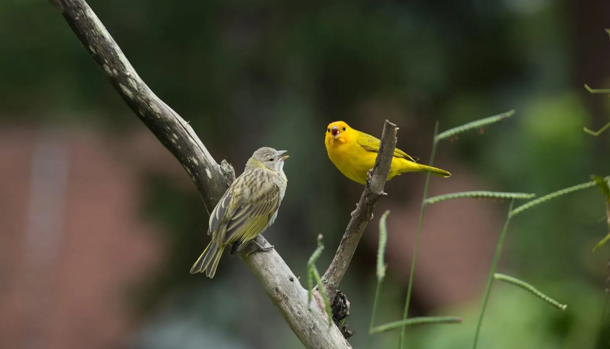 Yellow-Fronted Canaries on a tree