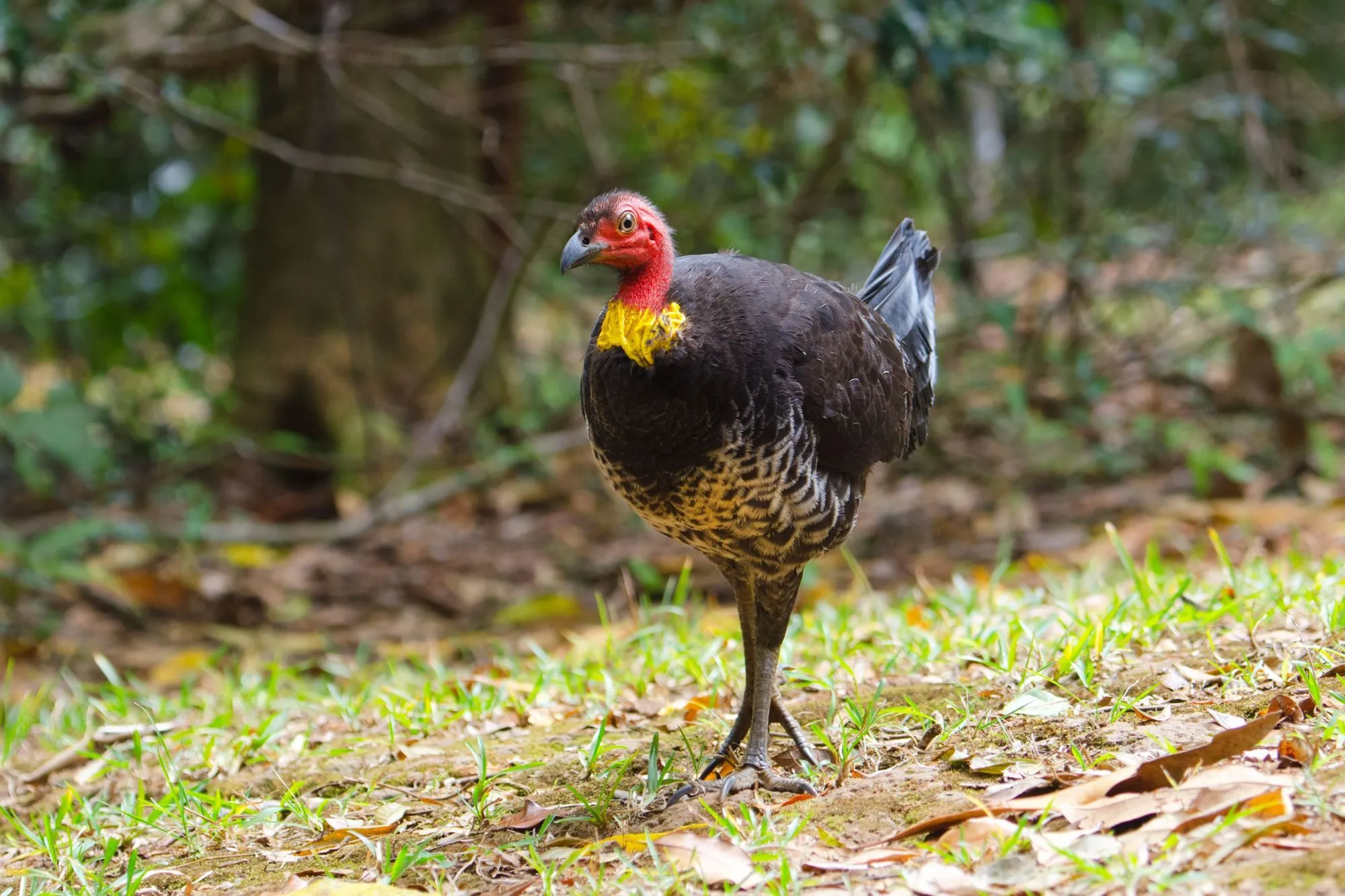 15 Brush-turkey Facts Never Forget