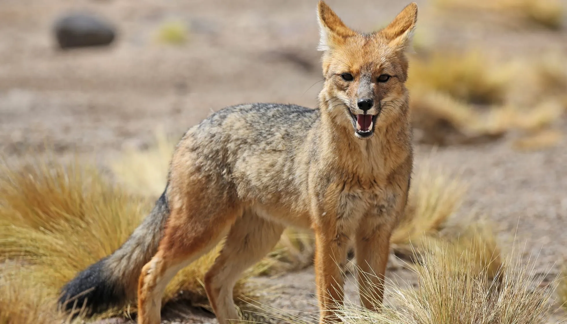 culpeo fox species