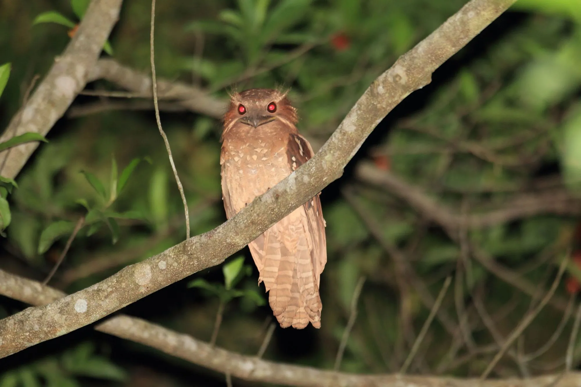 Large frogmouth