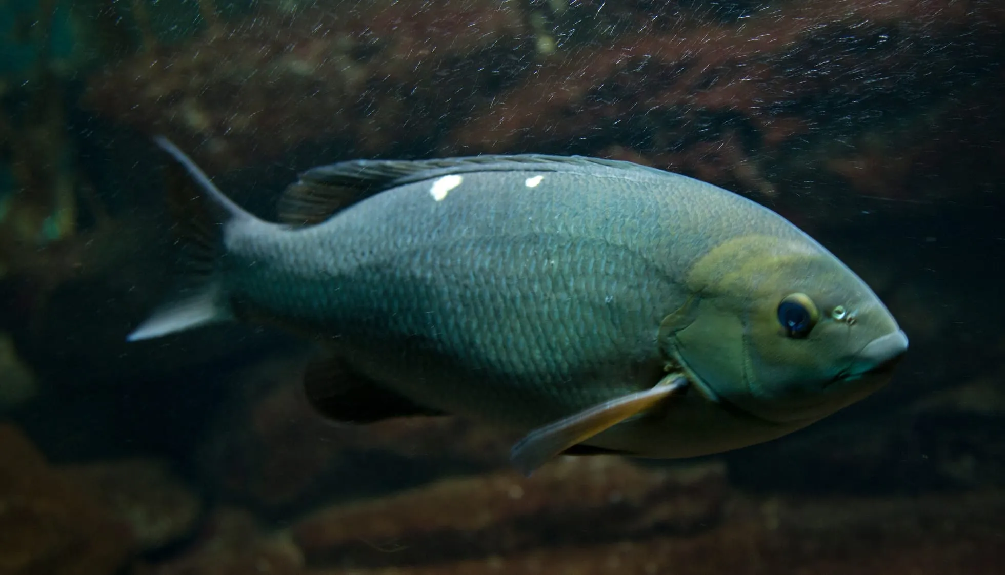 Opal Eye Fish swimming 