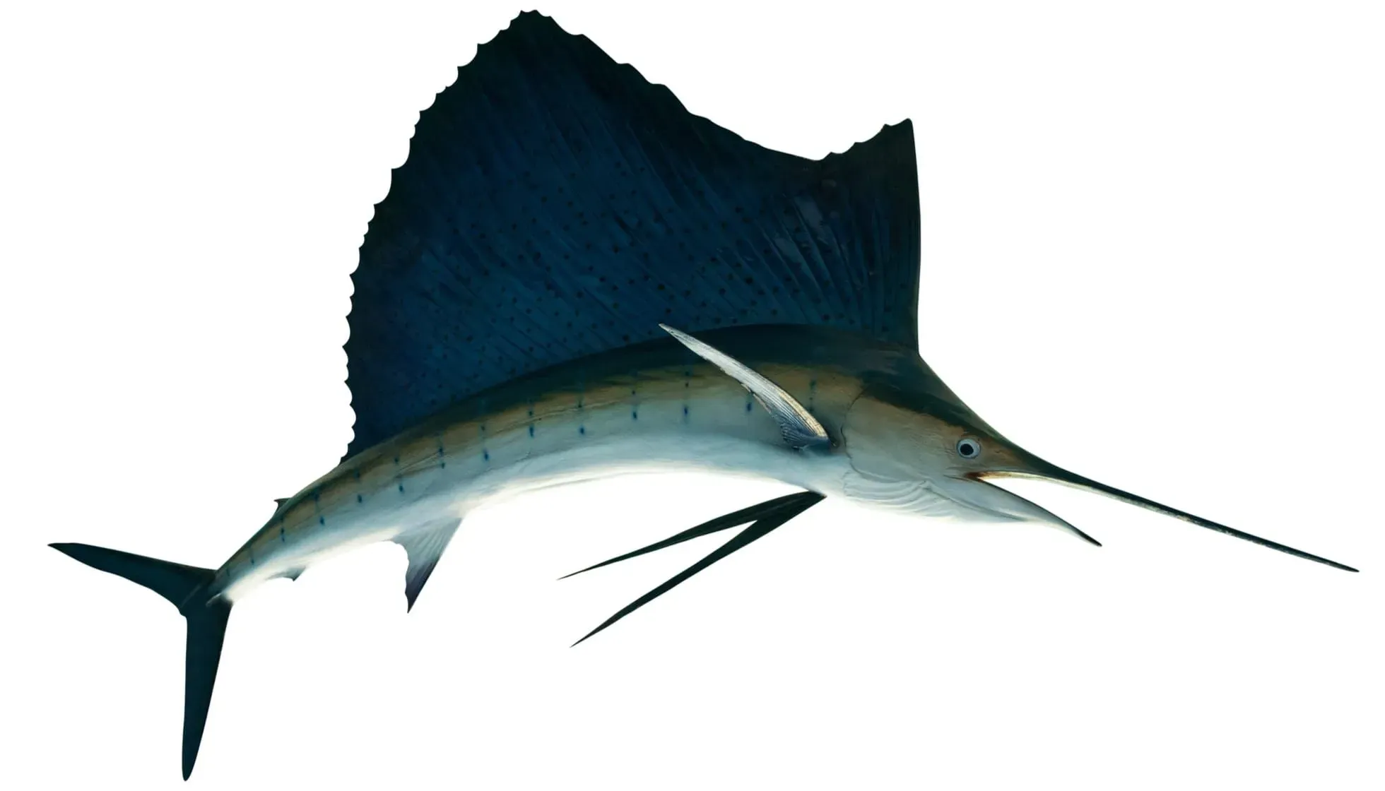  Indo-Pacific Sailfish 