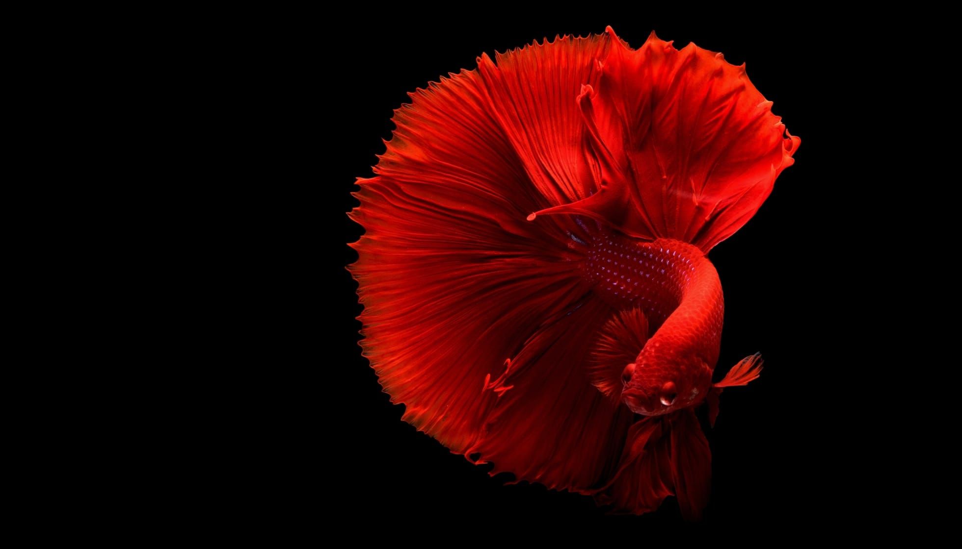 Red Siamese Fighting Fish isolated on black background