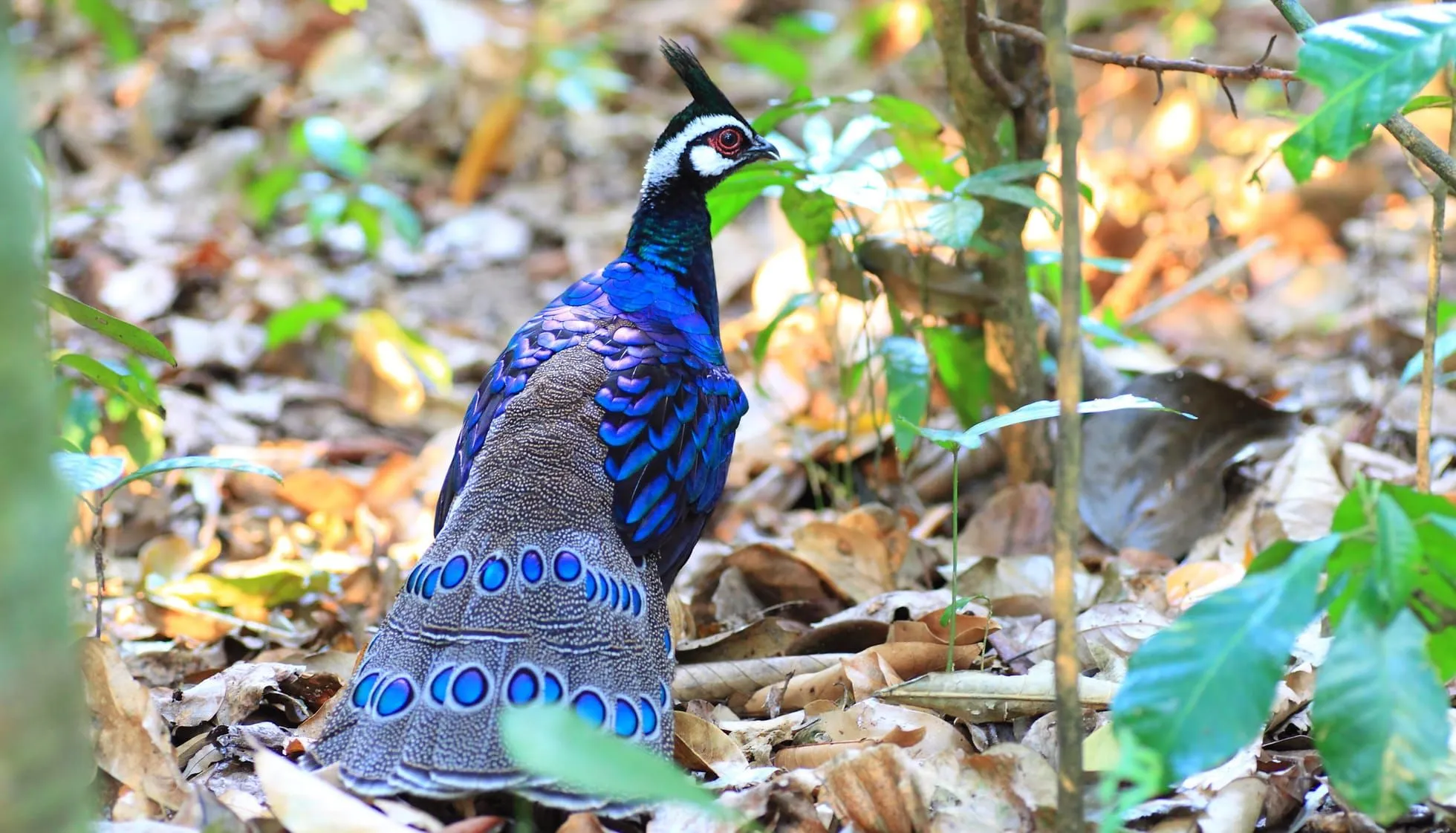  Palawan Peacock Pheasant in a forest