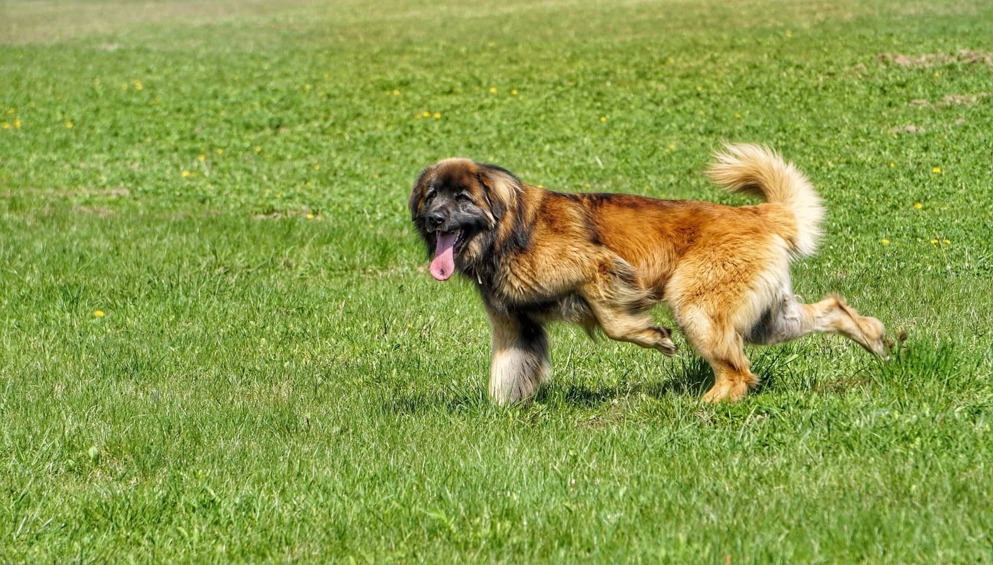 how much does a leonberger puppy cost