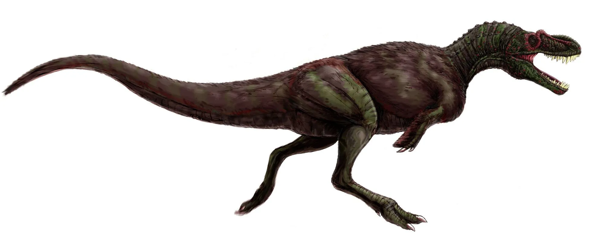 One of the interesting Appalachiosaurus facts is that it was a bipedal predator with small arms.