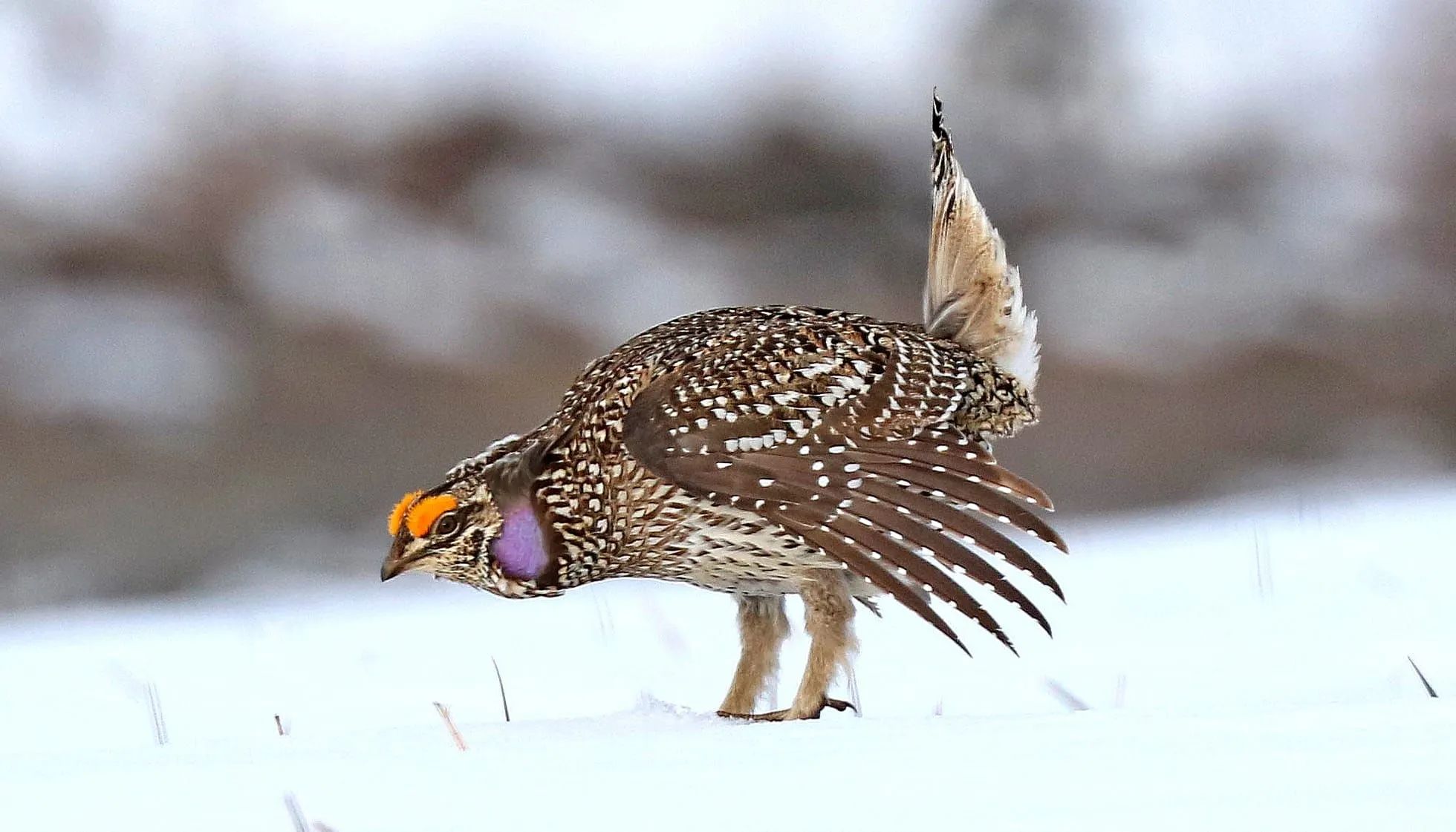 Sharp-Tailed Grouse 