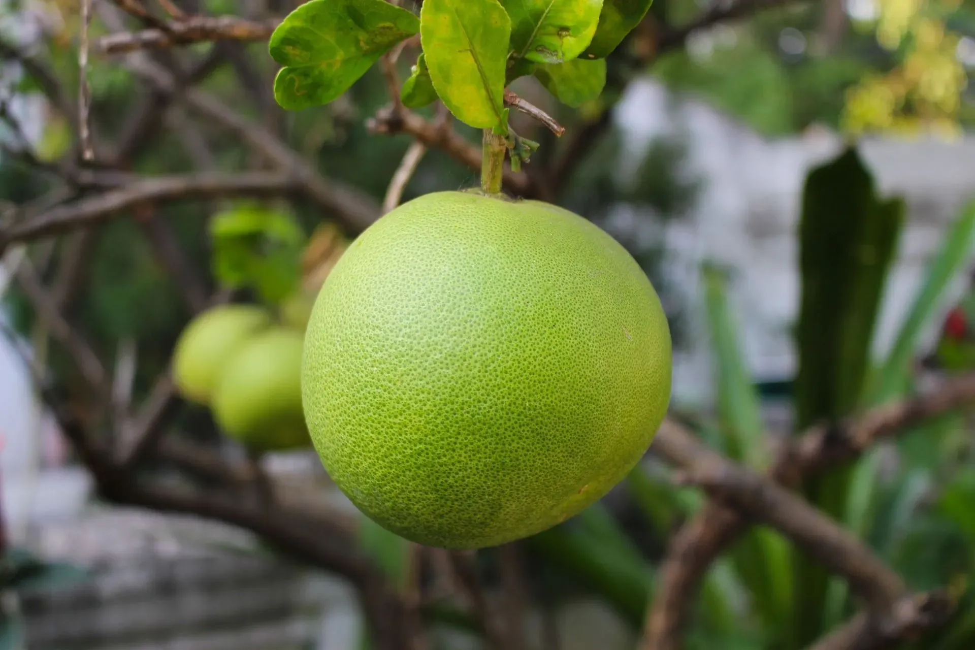 Pomelo has got the 'biggest citrus fruit' as its nickname. Discover more Pomelo nutrition facts here!