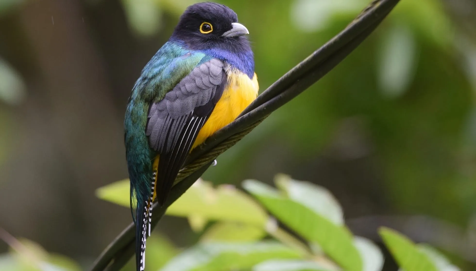 Gartered Trogon (Trogon caligatus) perched on a twisted wire
