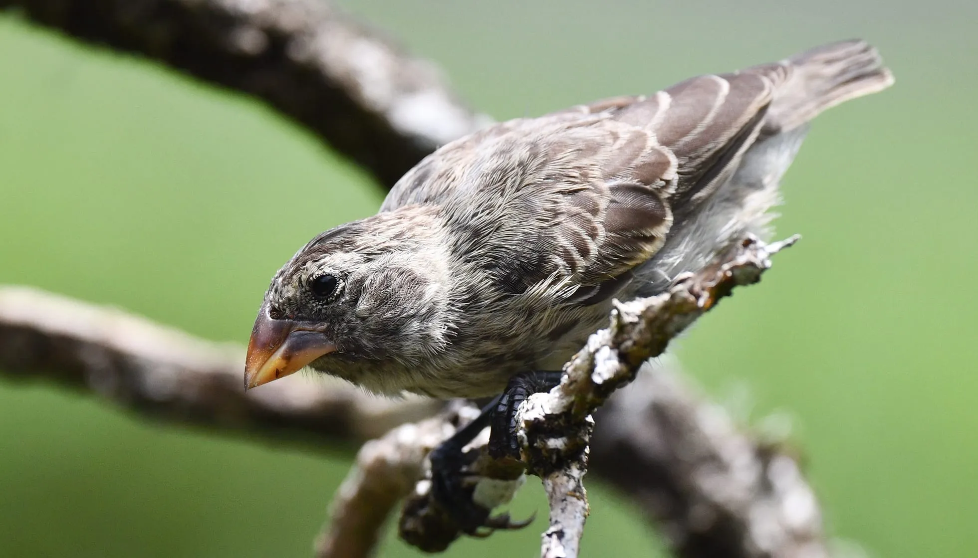 Large Tree Finch 