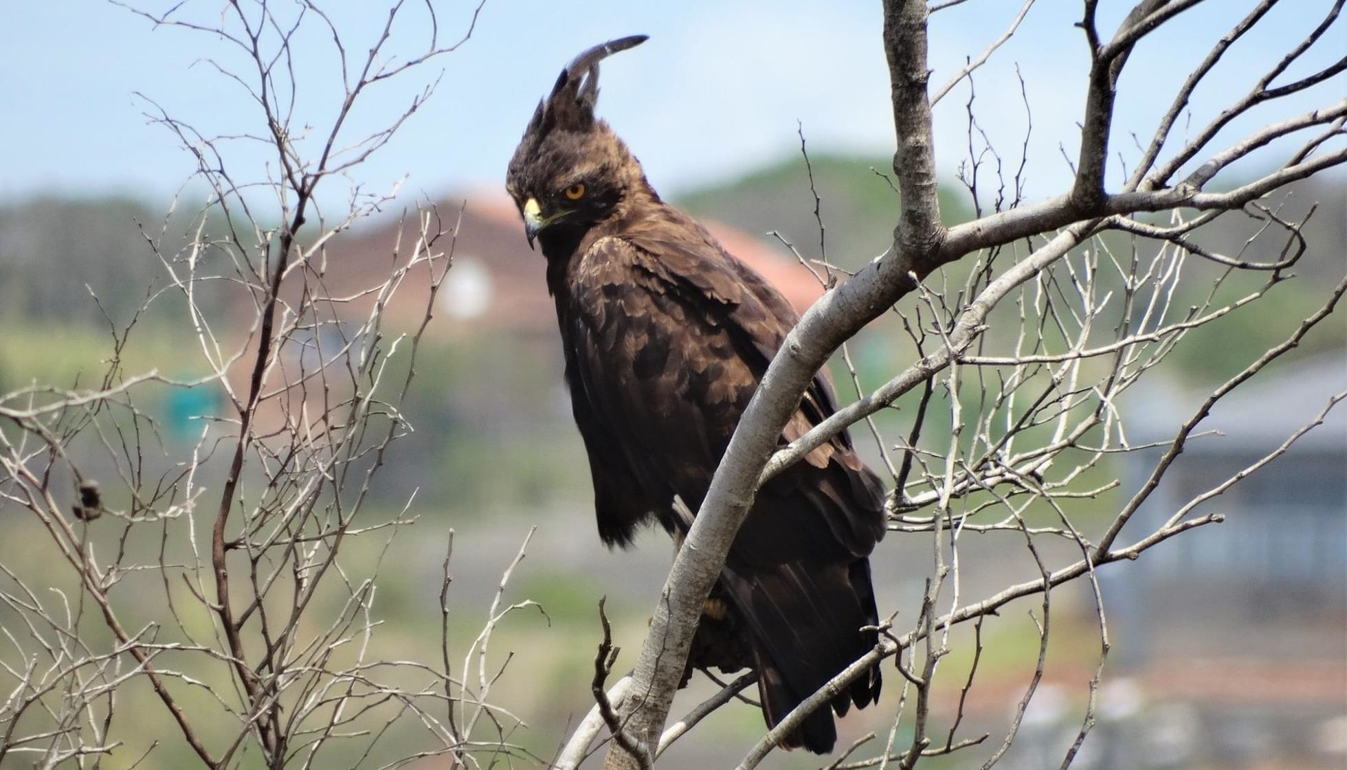 Fun Long-crested Eagle Facts For Kids | Kidadl