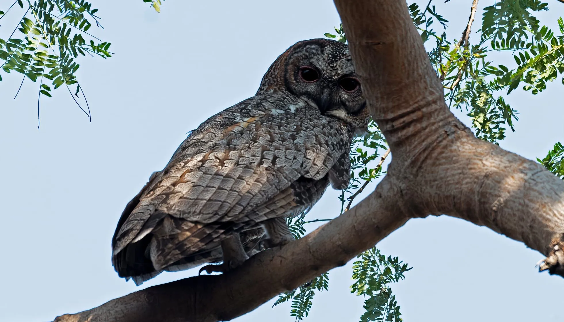 Mottled Wood Owl perched on a tree