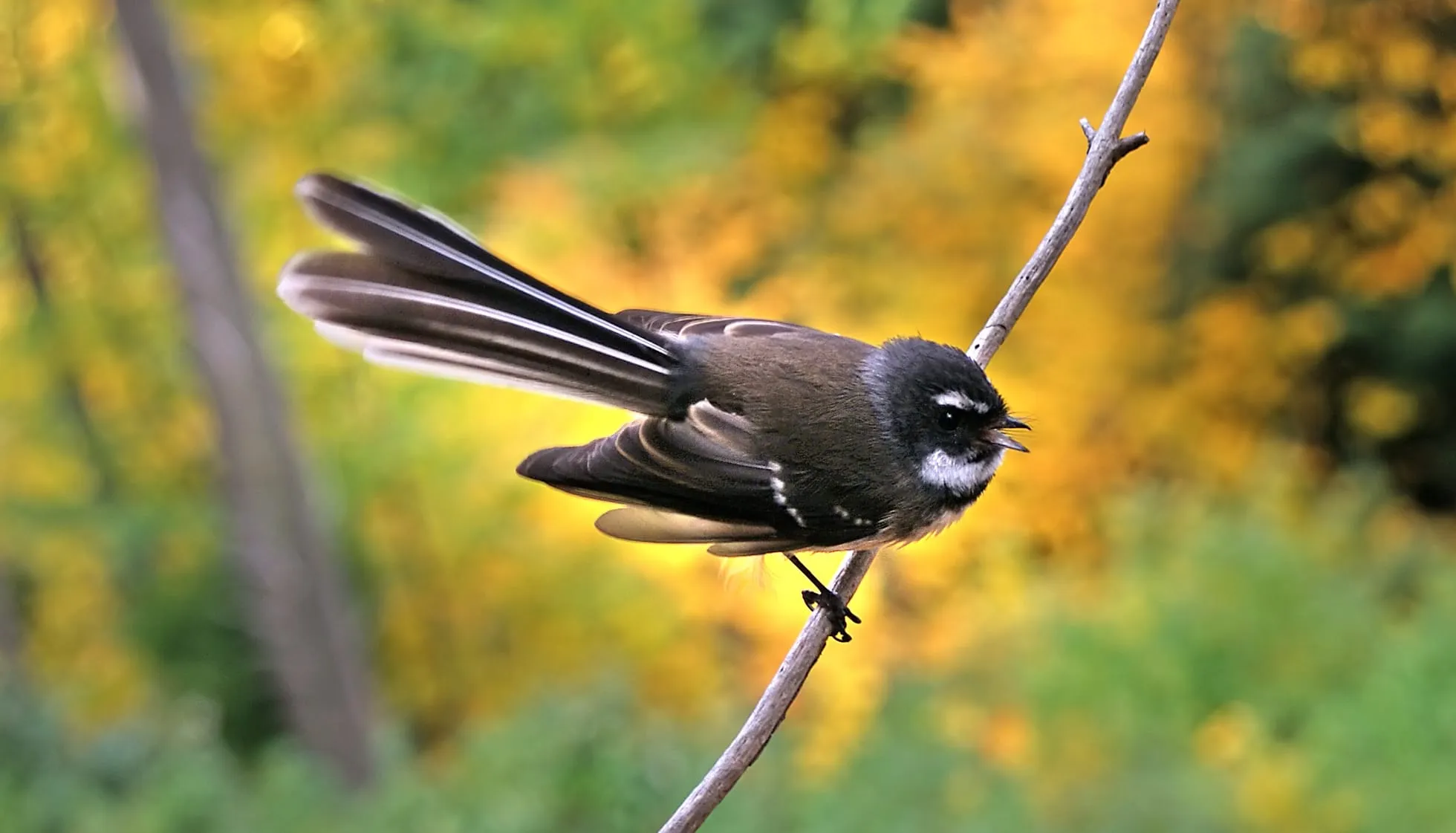 New Zealand Fantail perched on a twig