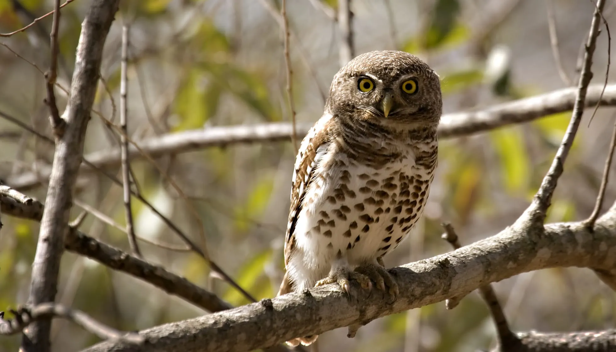  Pearl Spotted Owlet perched on a tree