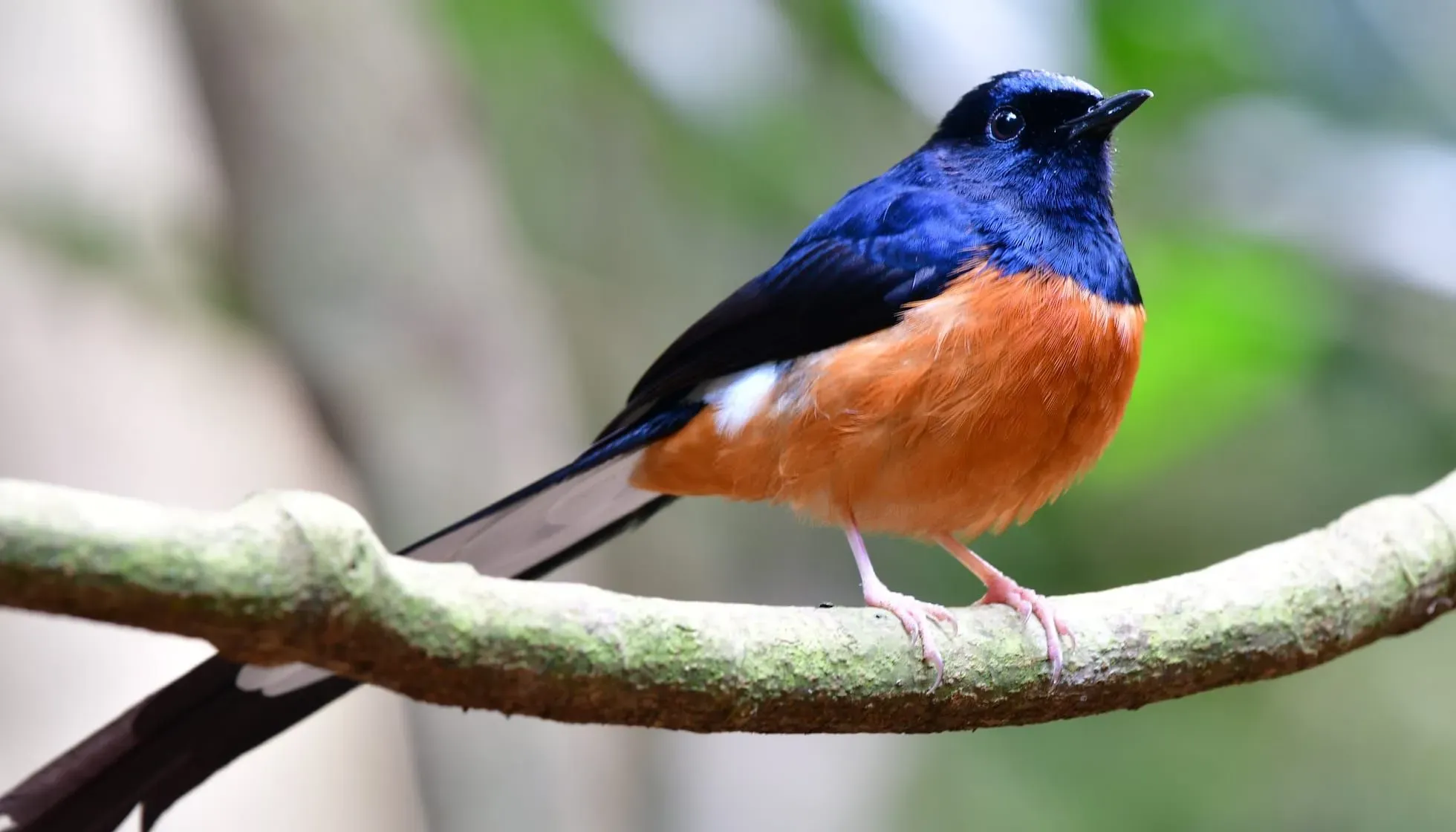 white-rumped shama perched on a branch