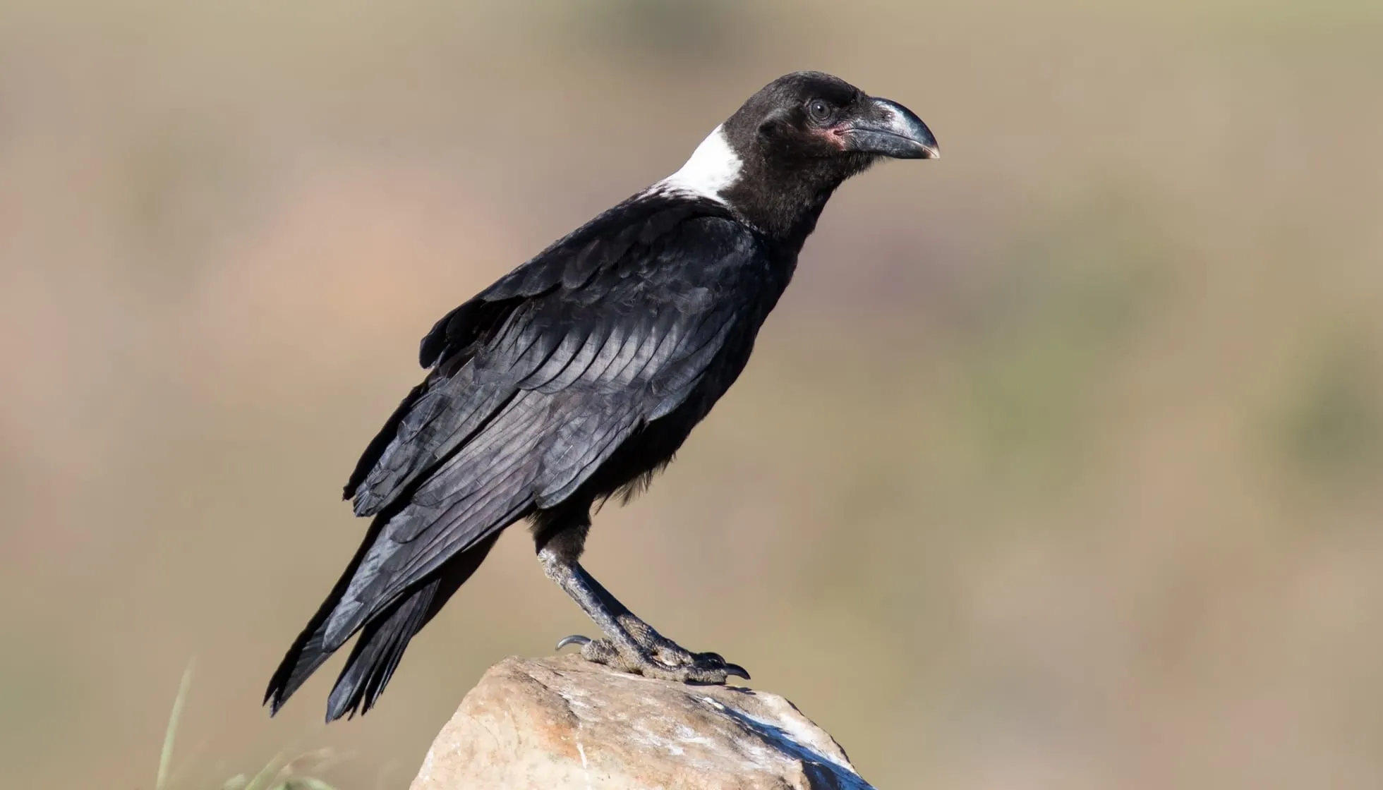 White-Necked Raven on a rock