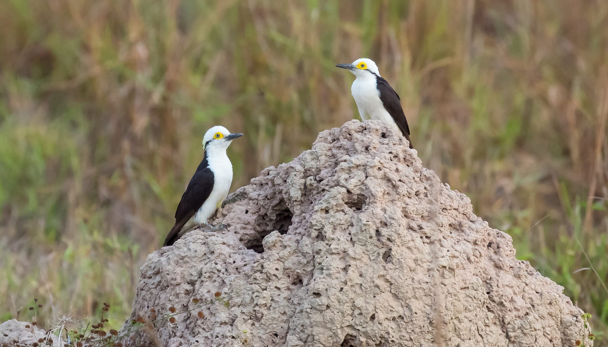 Two White Woodpeckers by their nesting hole on a termite mound 