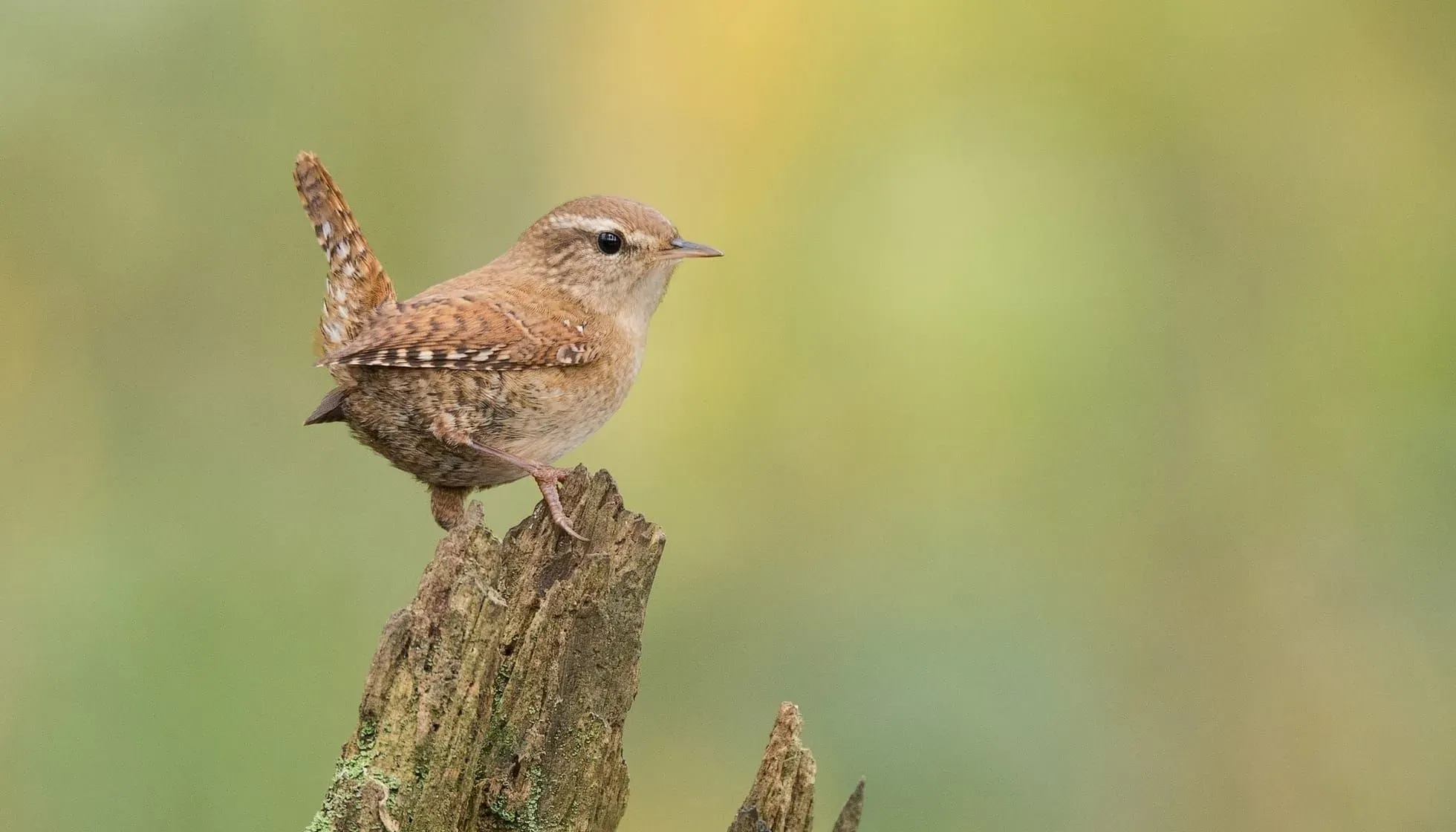 Winter Wren perched on a bark