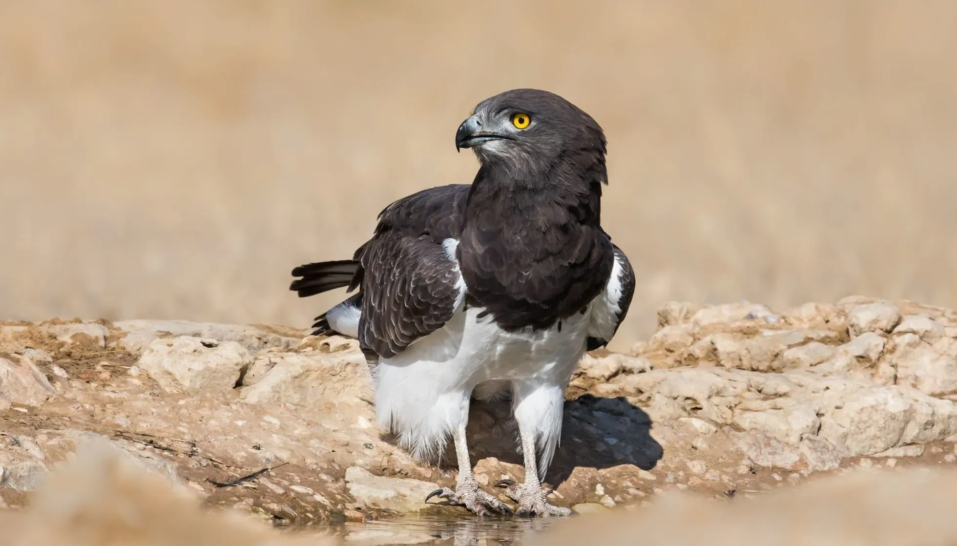 Black-Chested Snake Eagle