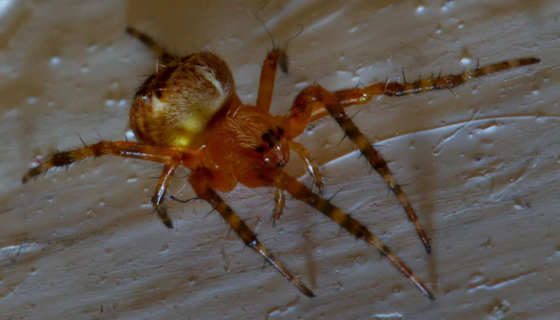  Comb Clawed Spider