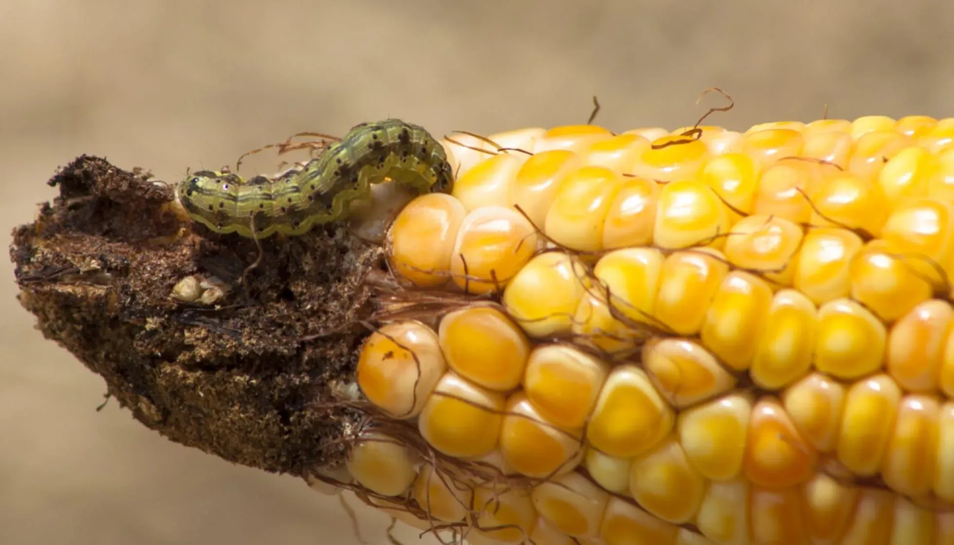 Corn Earworm