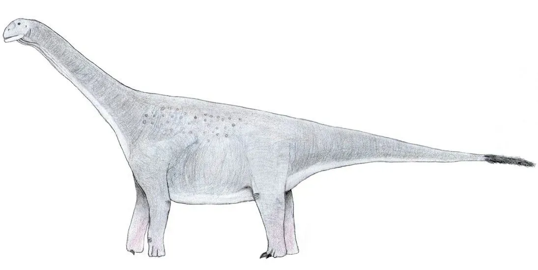 Turiasaurus is among the largest discovered dinosaurs to have lived on Earth.