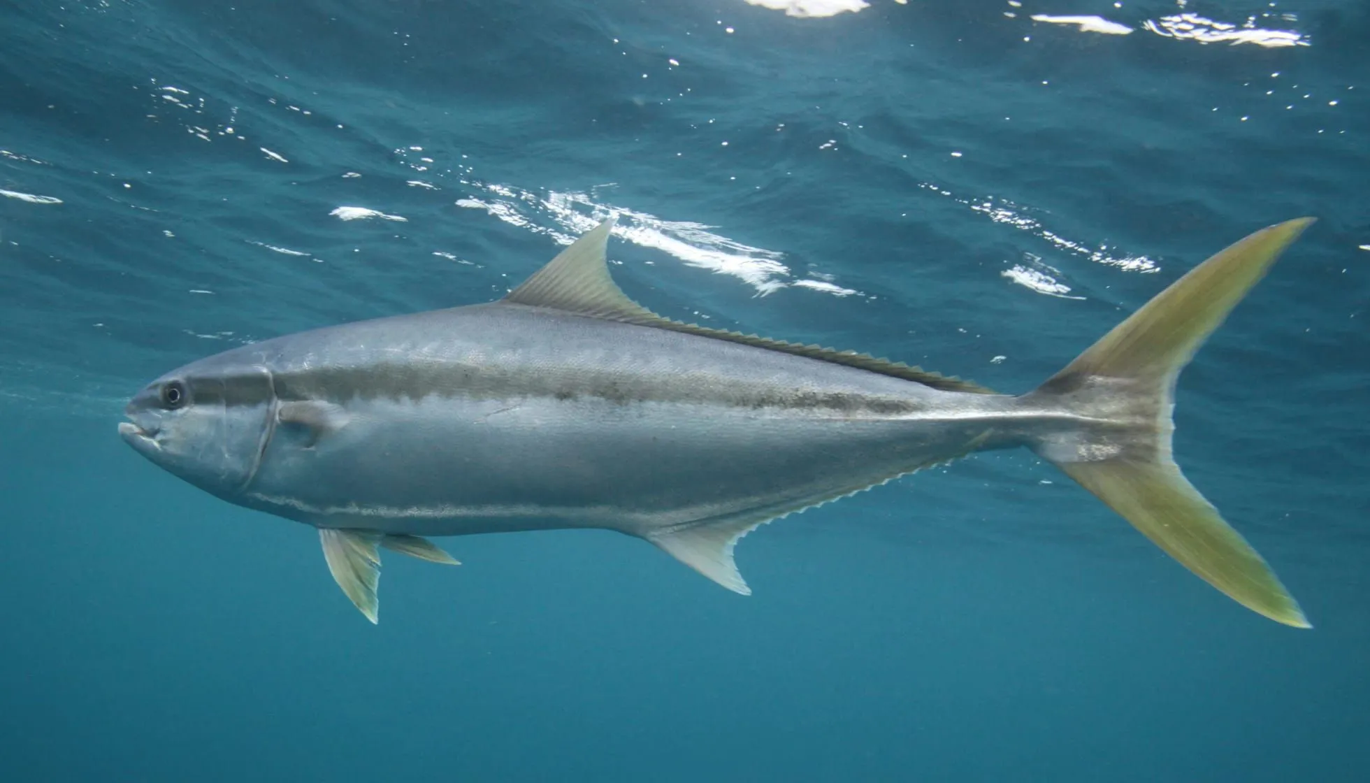 yellowtail kingfish