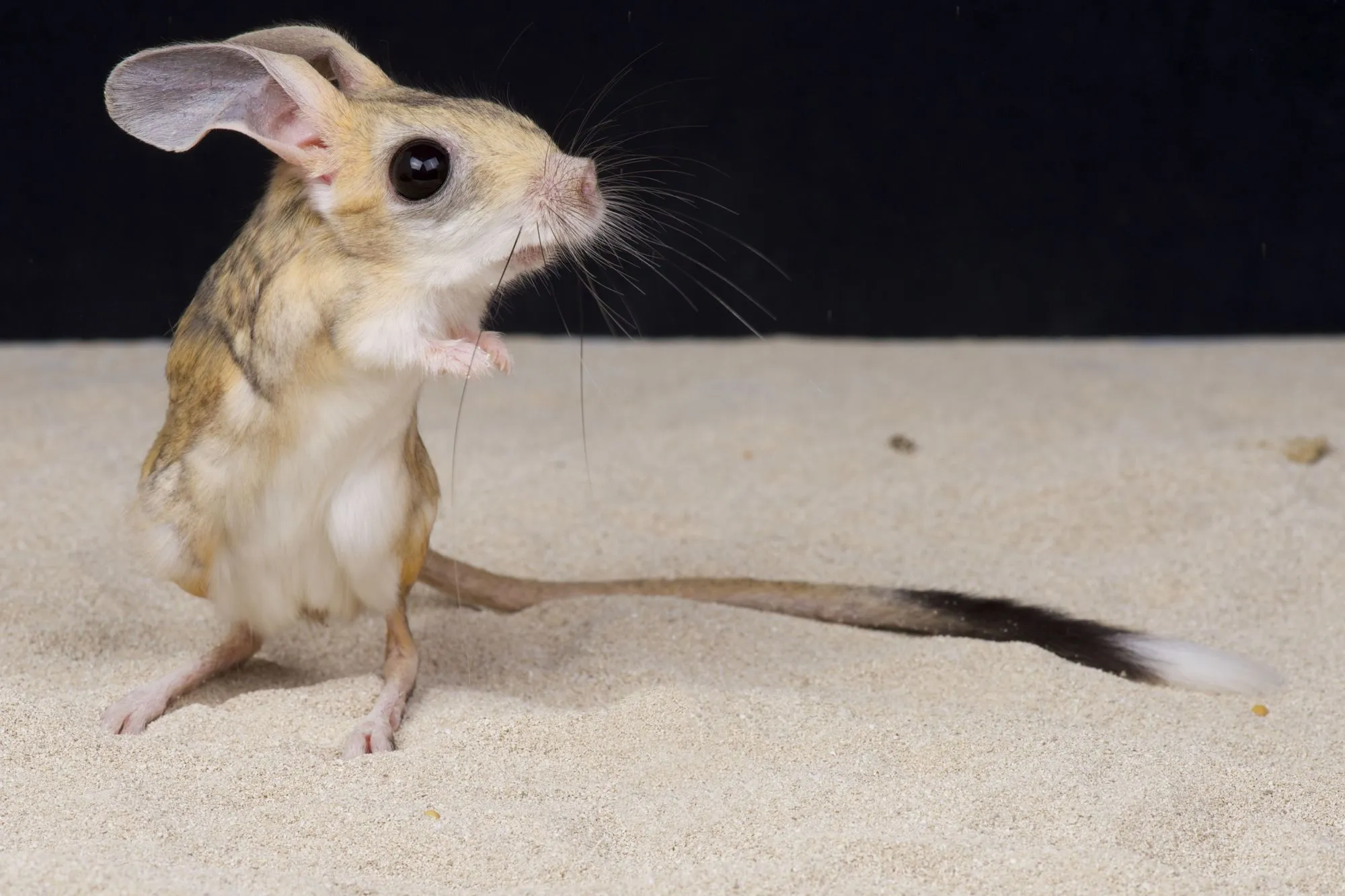 Check out these awesome four-toed jerboa facts for kids!