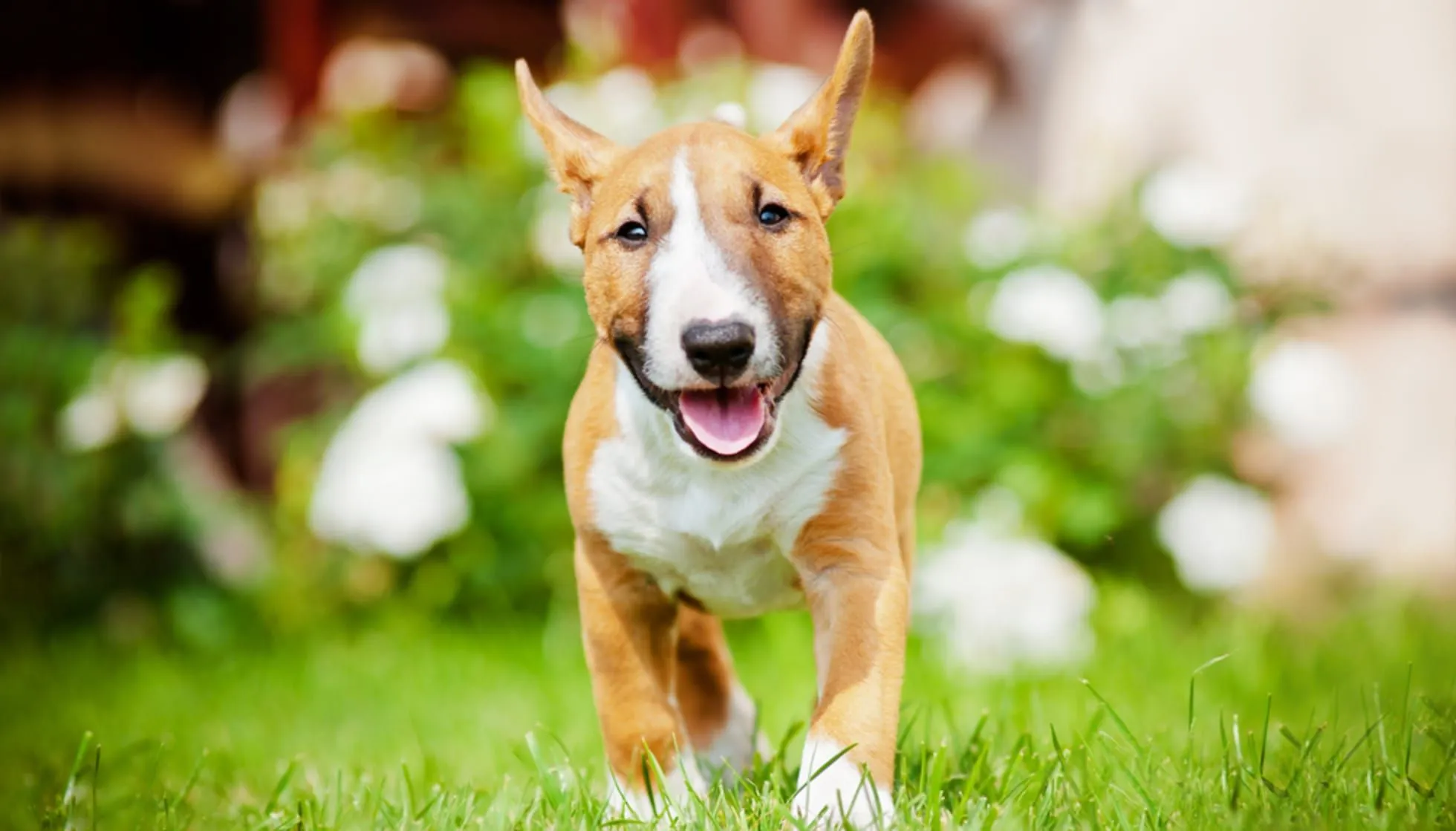 do miniature bull terriers bark a lot