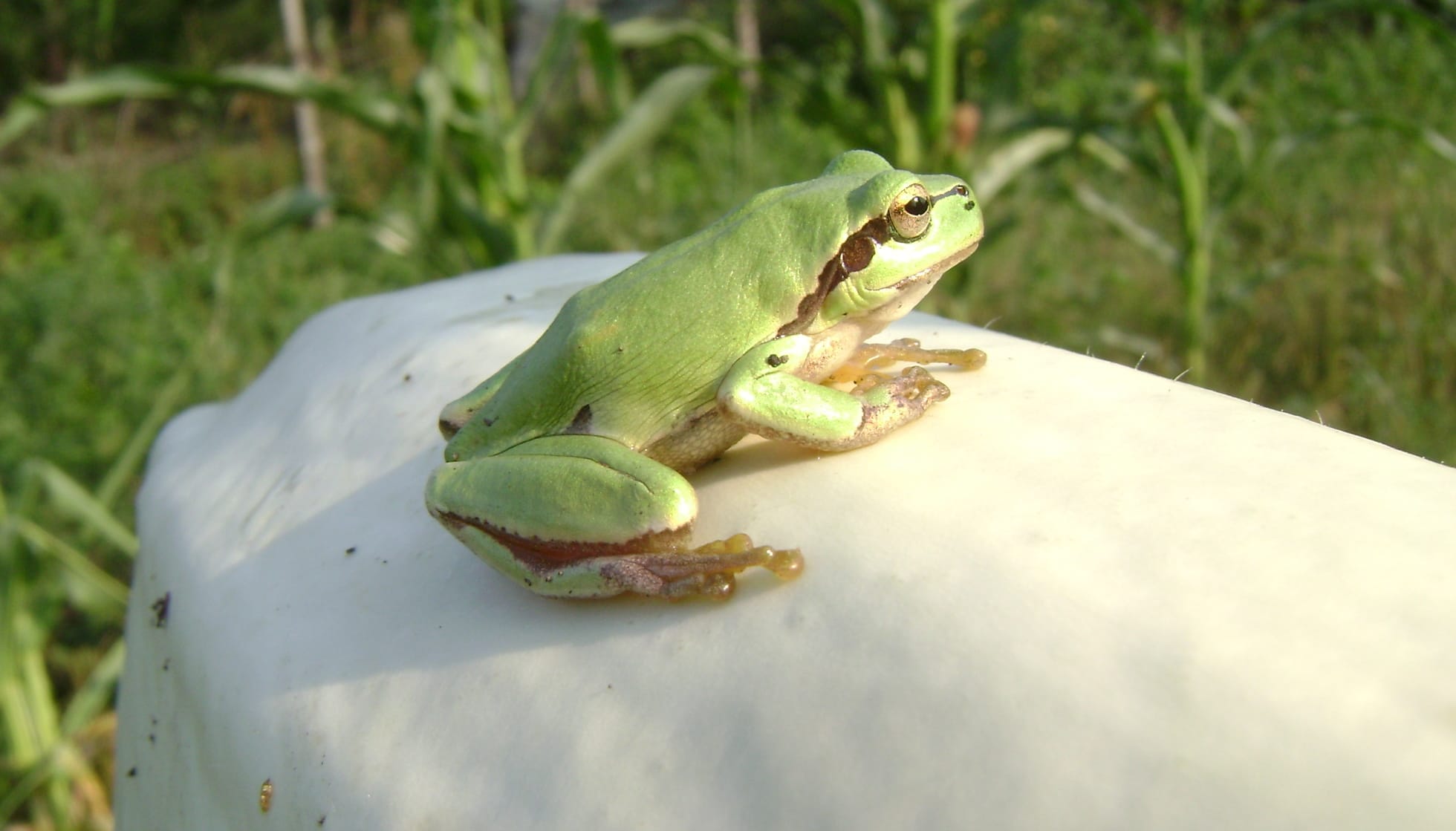  An European tree frog 