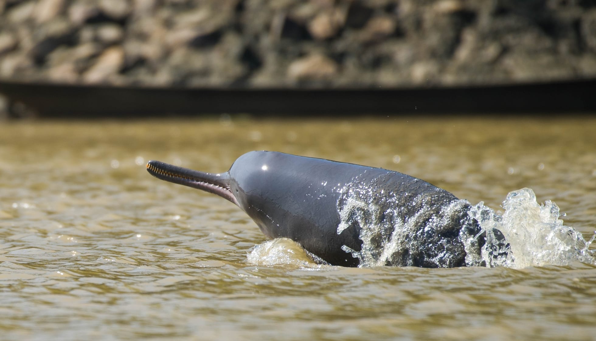 south asian river dolphin