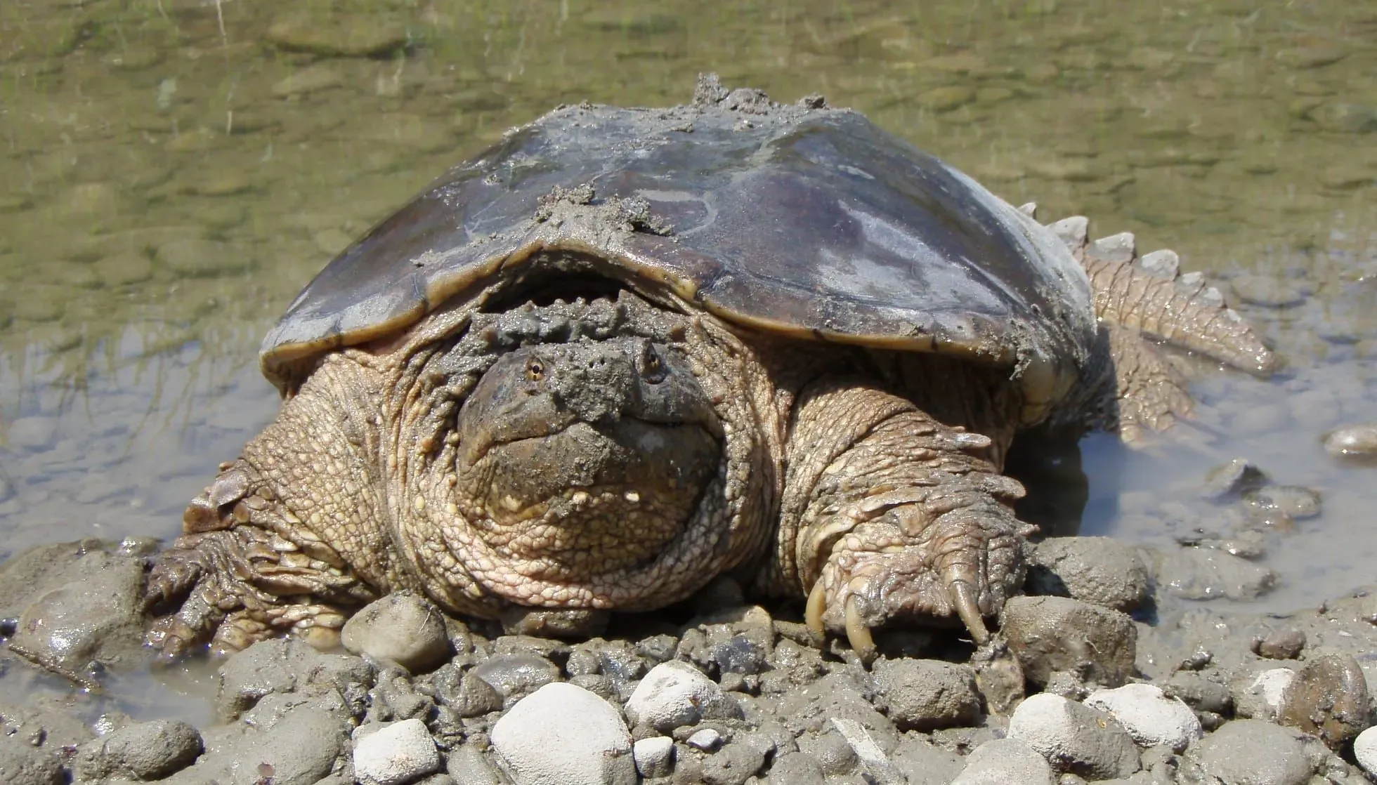 Common Snapping Turtle covered in mud