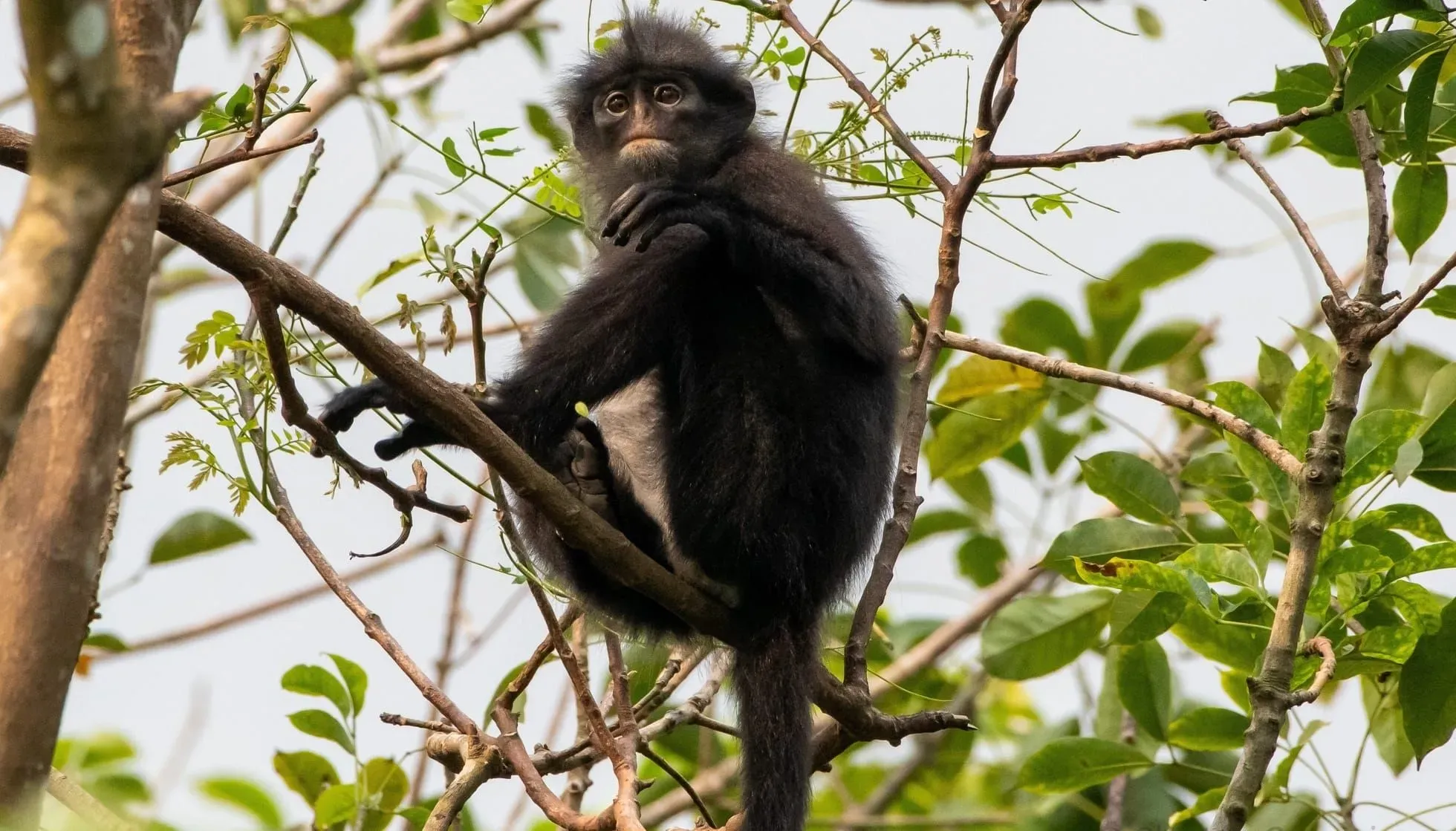 Yellow-Tailed Woolly Monkey sitting on a tree
