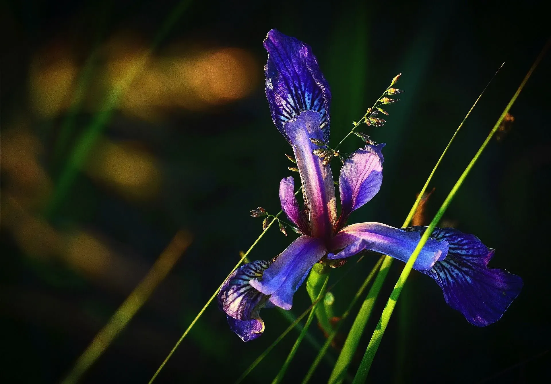 Here are some blue flag iris facts about how you should be taking care of this flower!