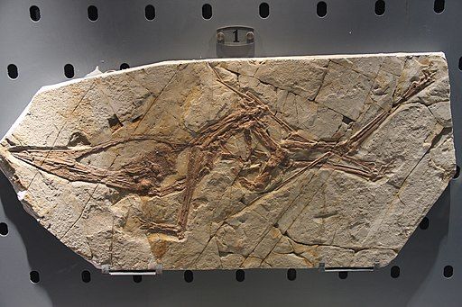 Cearadactylus atrox, an enigmatic pterosaur, was only known from a single skull fossil.