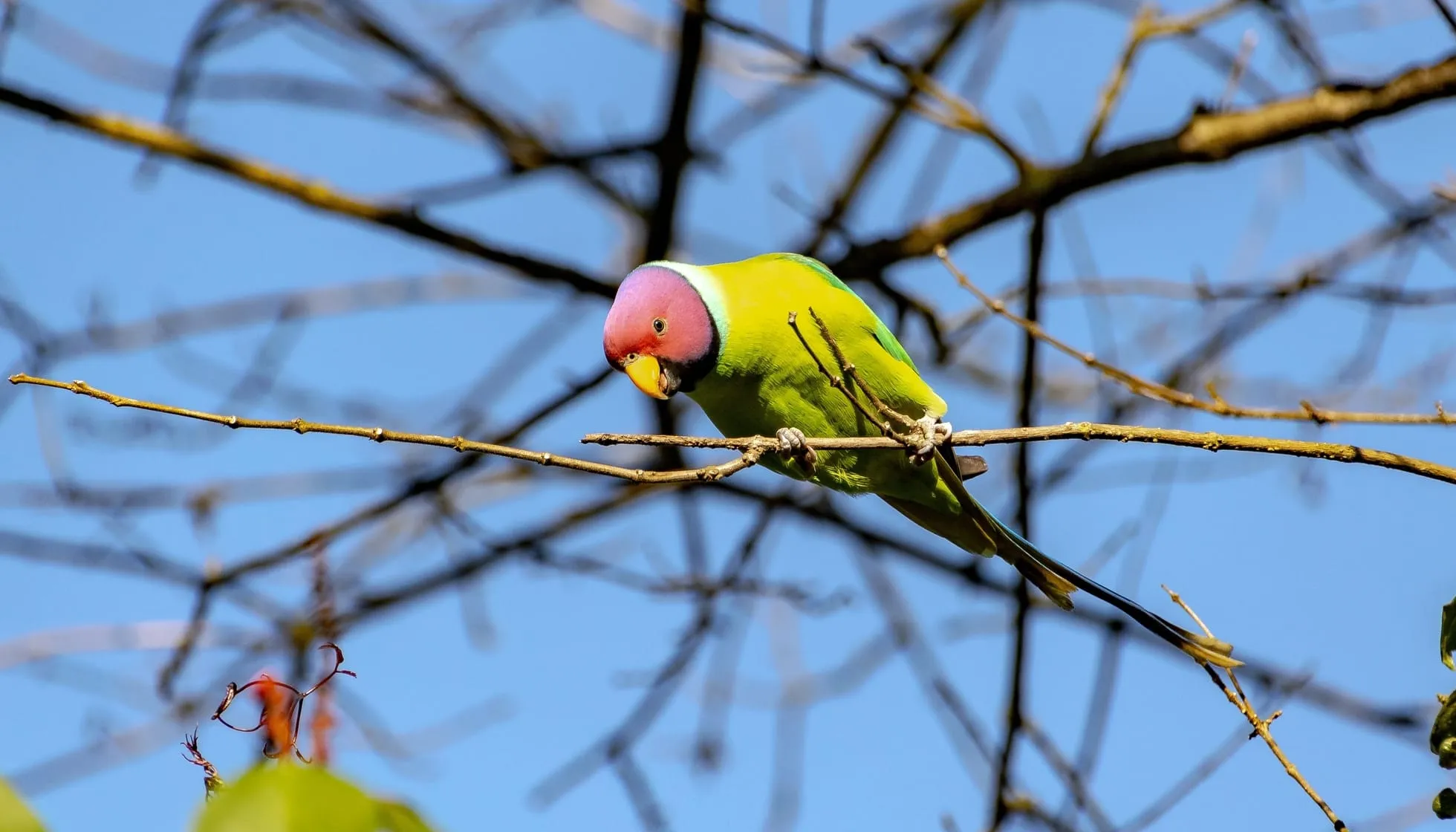 Plum-Headed Parakeet perched on a tiny branch