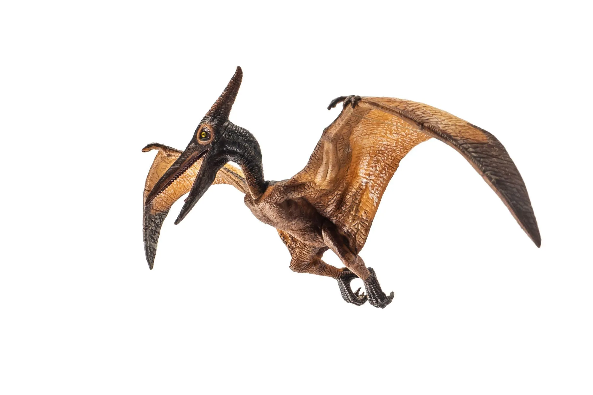 Pterodactyl facts include that it was the first Pterosaur to be found and named.