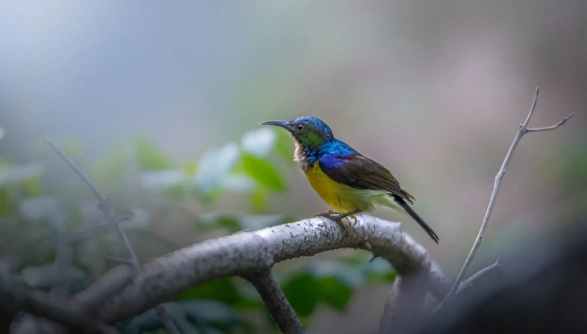  Blue-Throated Hummingbird 